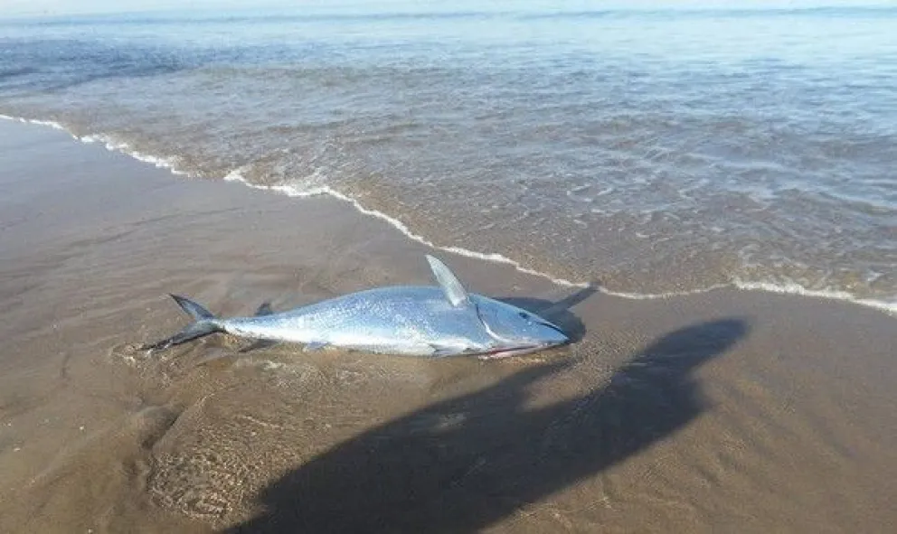 Apareció un atún en la playa y lo devolvieron al mar