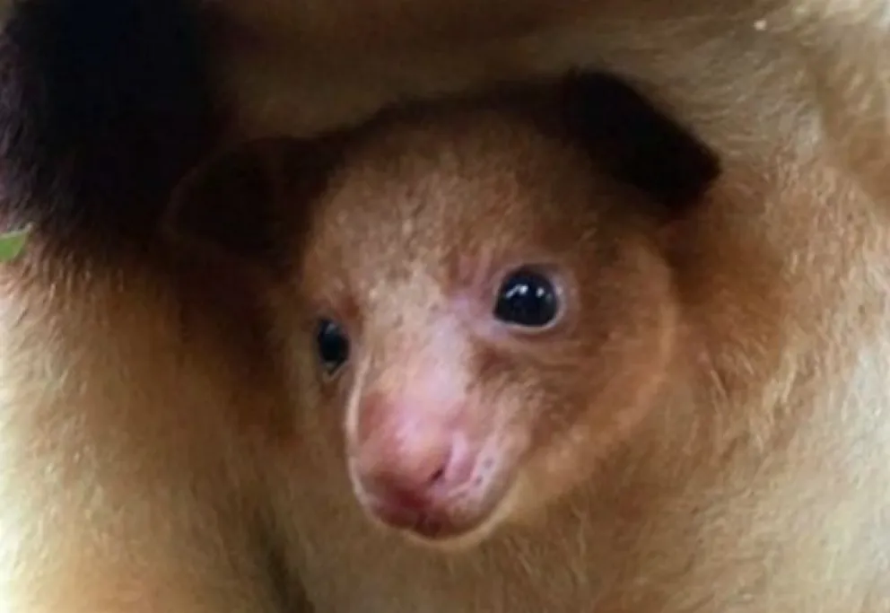 Una cría de canguro revolucionó al zoo de Australia