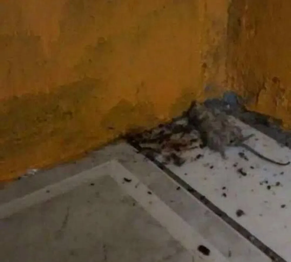 Grave: Jardin con roedores y excremento de ratas en alimentos