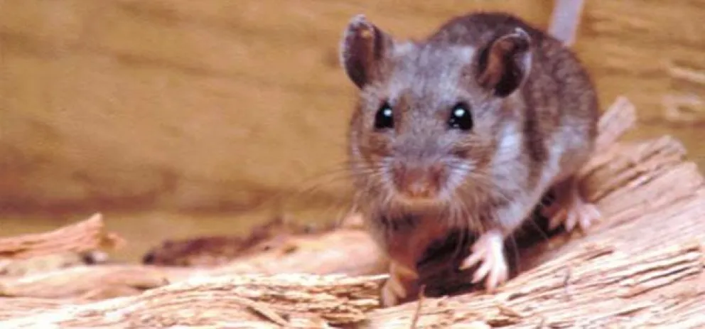 ¿Qué es, cómo se transmite y  cómo se detecta el hantavirus?