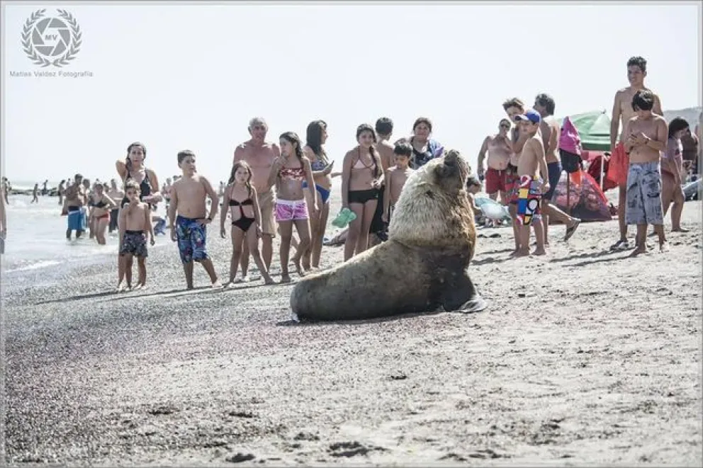 Lobito comparte la playa con miles de veraneantes 