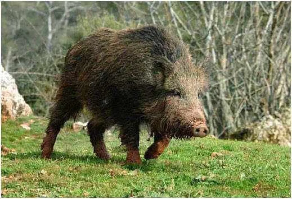 “El chancho jabalí es una plaga terrible"