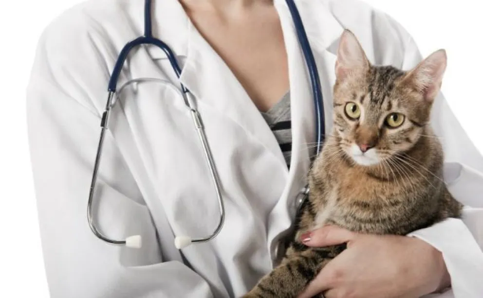 Qué es la Toxoplasmosis
