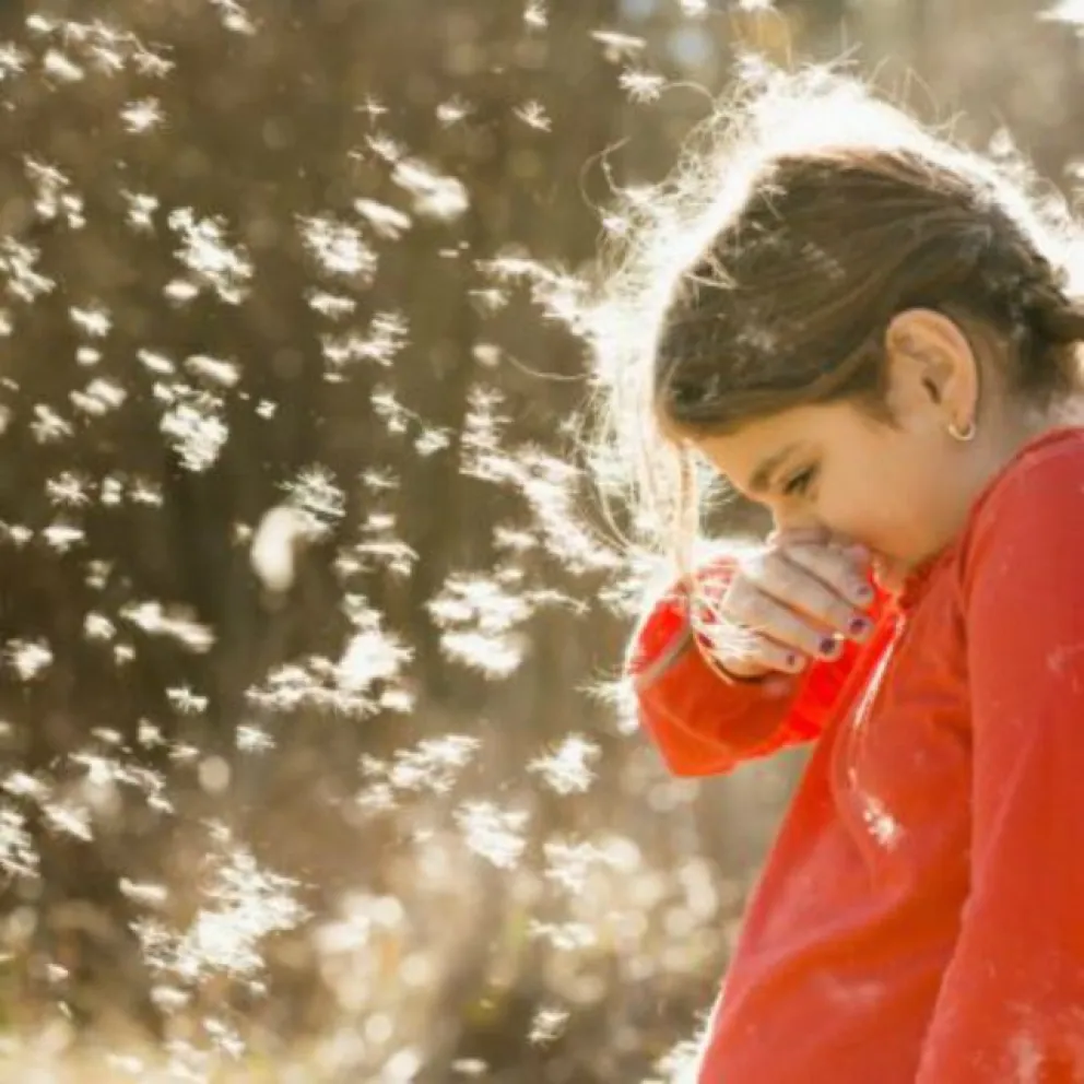 Sufrimiento para alérgicos: ahora florecen el álamo y el olivo