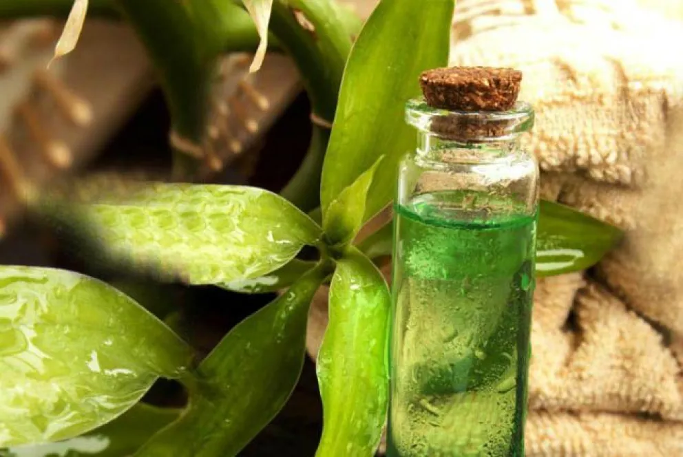 El Tea Tree, una planta maravillosa