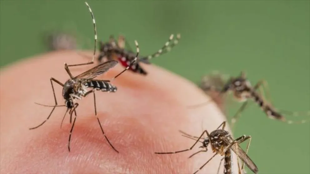 Quejas de los vecinos por la proliferación de mosquitos