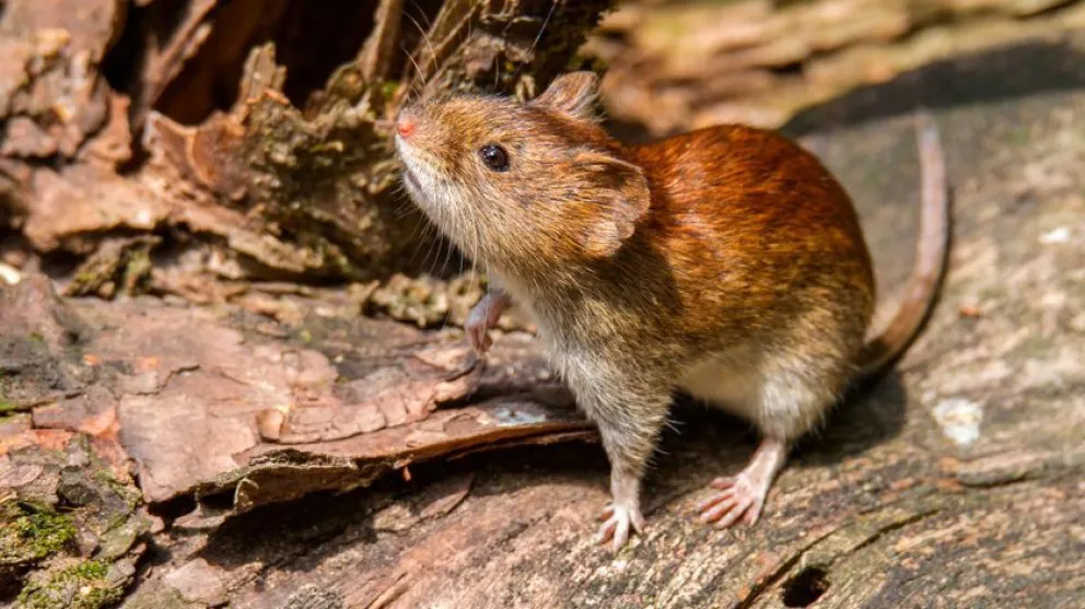 Recuerdan medidas para prevenir el hantavirus