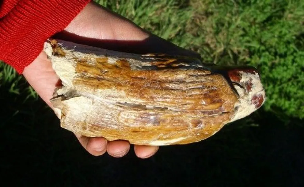 Descubren los restos de un cachalote gigante de 15 millones de años en Río Negro