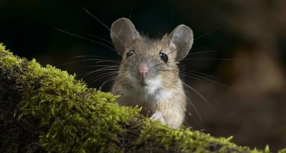 Río Negro asiste a Chubut por Hantavirus