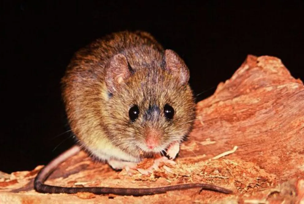 Descartaron dos casos de hantavirus en Bariloche
