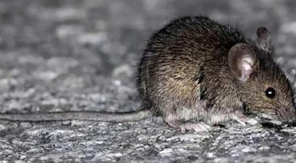 Para la CTA el hantavirus es una tragedia por la eliminación del Ministerio de Salud