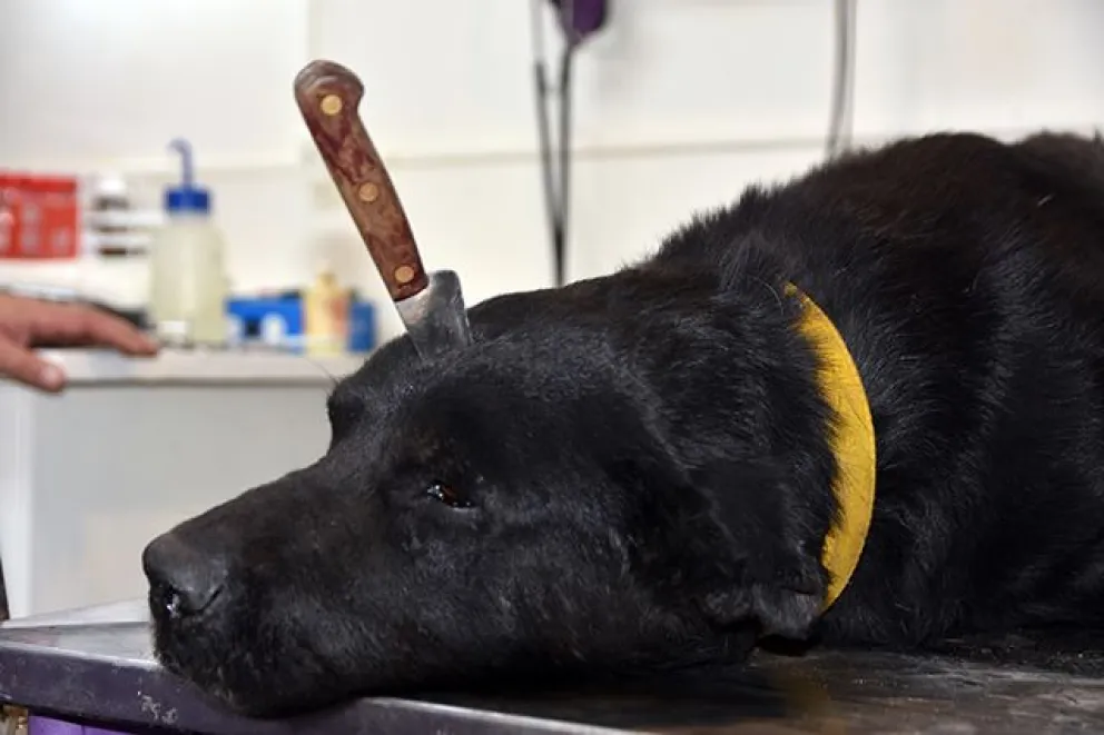 Le clavaron una cuchilla en la cabeza a un perro