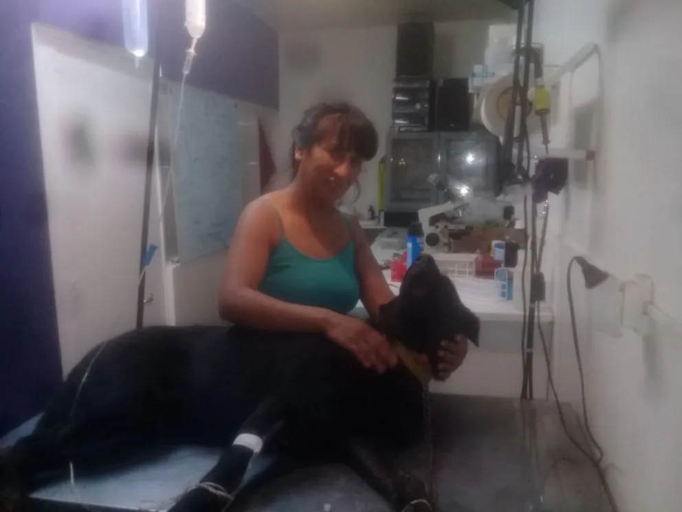 El perro acuchillado se está recuperando