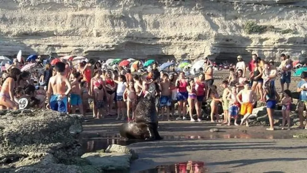 Un lobo marino entre la multitud: aconsejan no acercarse