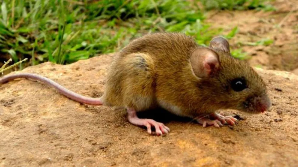 Hay un caso sospechoso de Hantavirus en Bahía Blanca