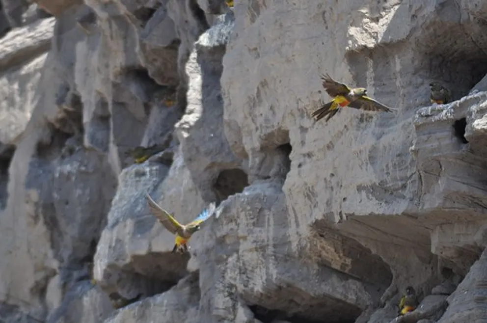 Decenas de loros barranqueros muertos por el fuerte aguacero
