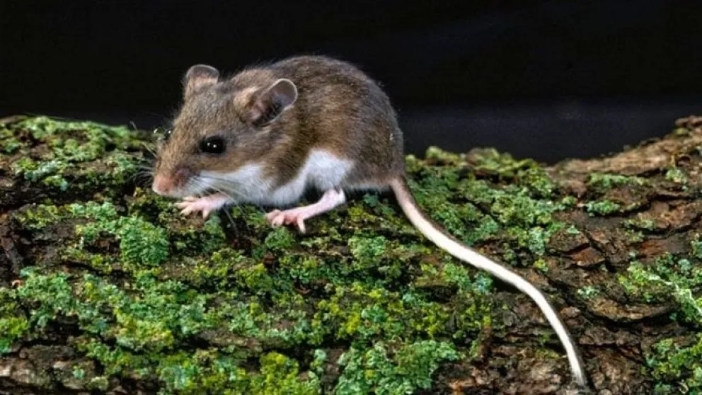 Descartan el posible caso de Hantavirus en Bahía Blanca