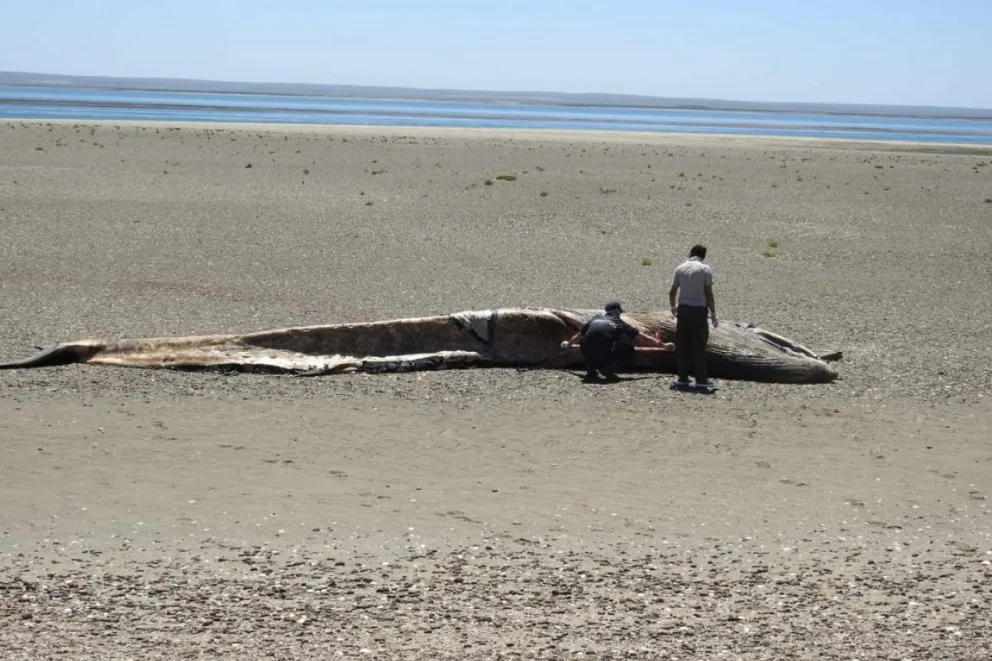 Apareció el cuerpo de una ballena en El Puerto