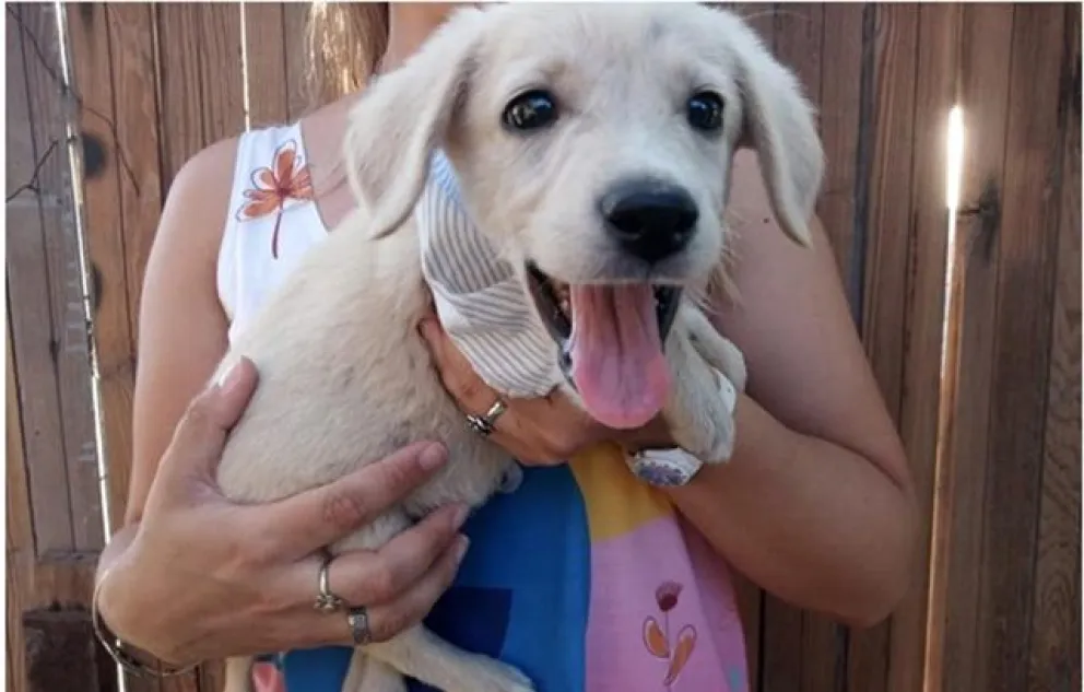 Varias narices frías están en adopción