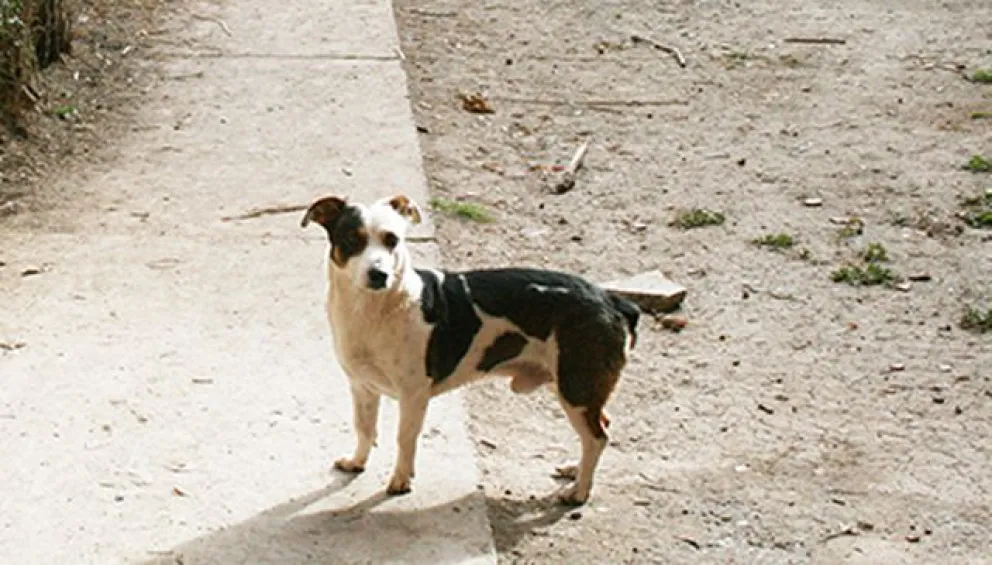 Vacunación antirrábica gratuita para perros y gatos