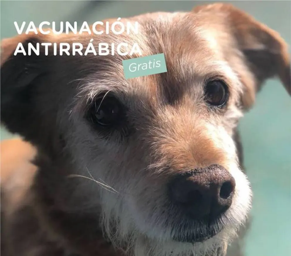 174 mascotas recibieron la vacuna antirrábica gratuita