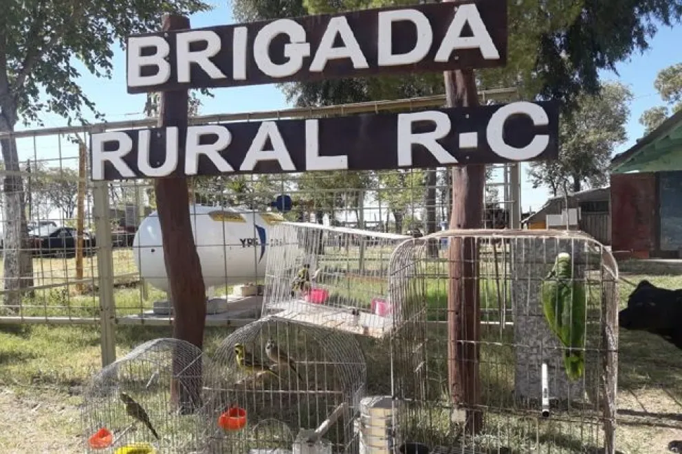 Recuperan aves silvestres que se encontraban en cautiverio