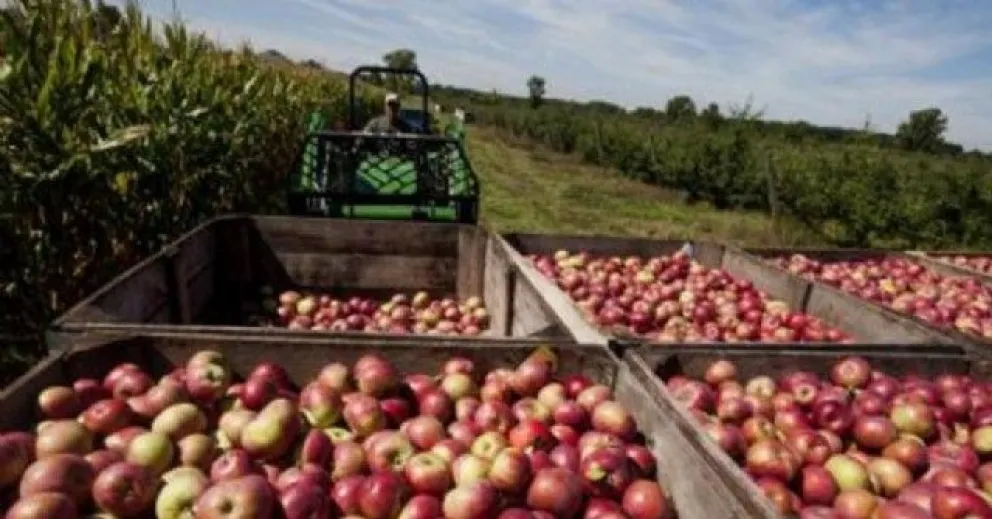 Preocupación en los productores por la carpocapsa