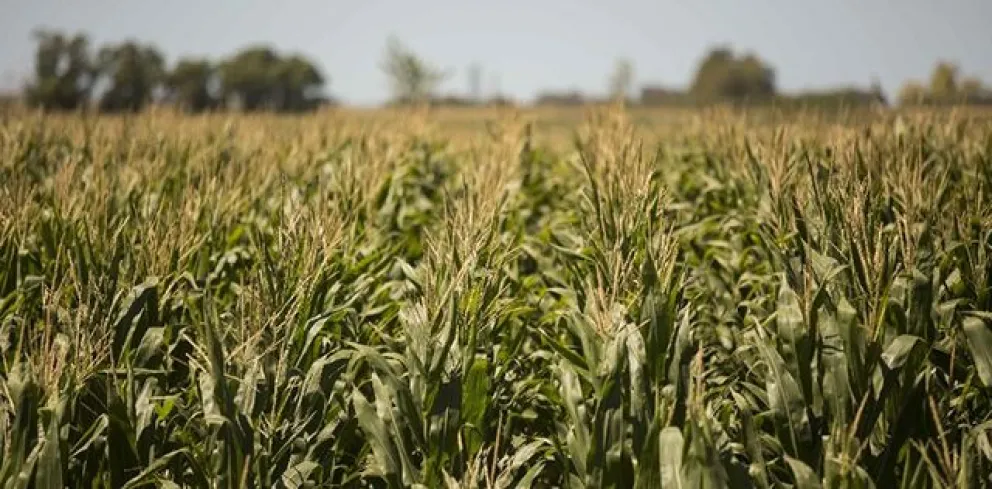 Sigue creciendo la producción de maíz en Río Negro