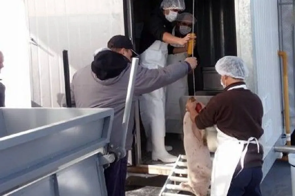 El sector ovino se afianza con el Matadero de San Javier