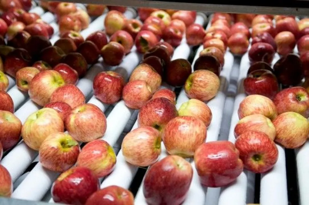 Se volverán a exportar peras y manzanas a Brasil