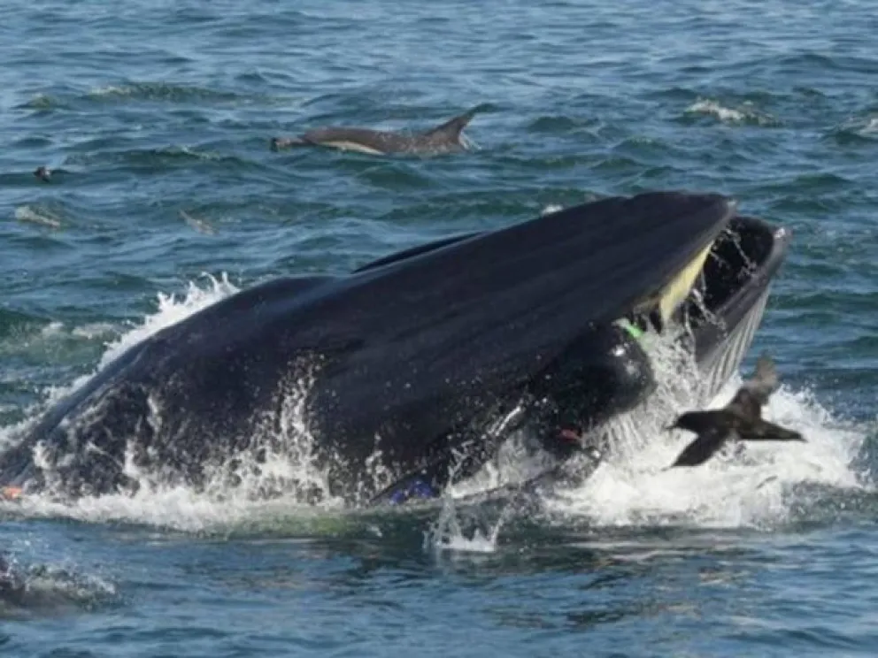 Una ballena se tragó a un buzo y lo “escupió” ileso