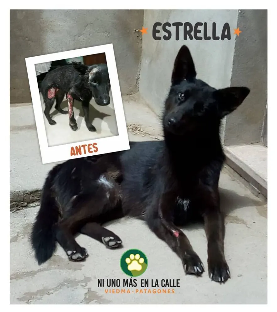 Nueva campaña de adopción de mascotas
