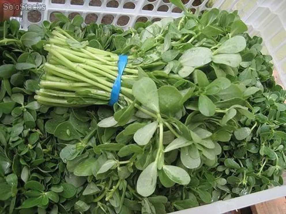 Verdolaga: 12 propiedades y beneficios de esta planta