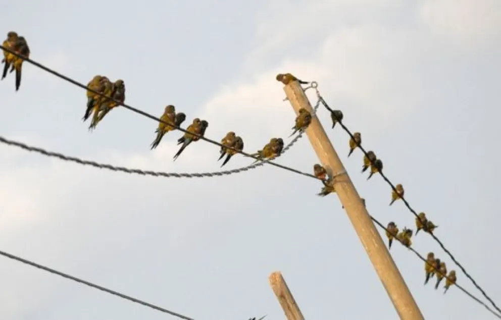 Adquirieron un láser para espantar loros en Villalonga