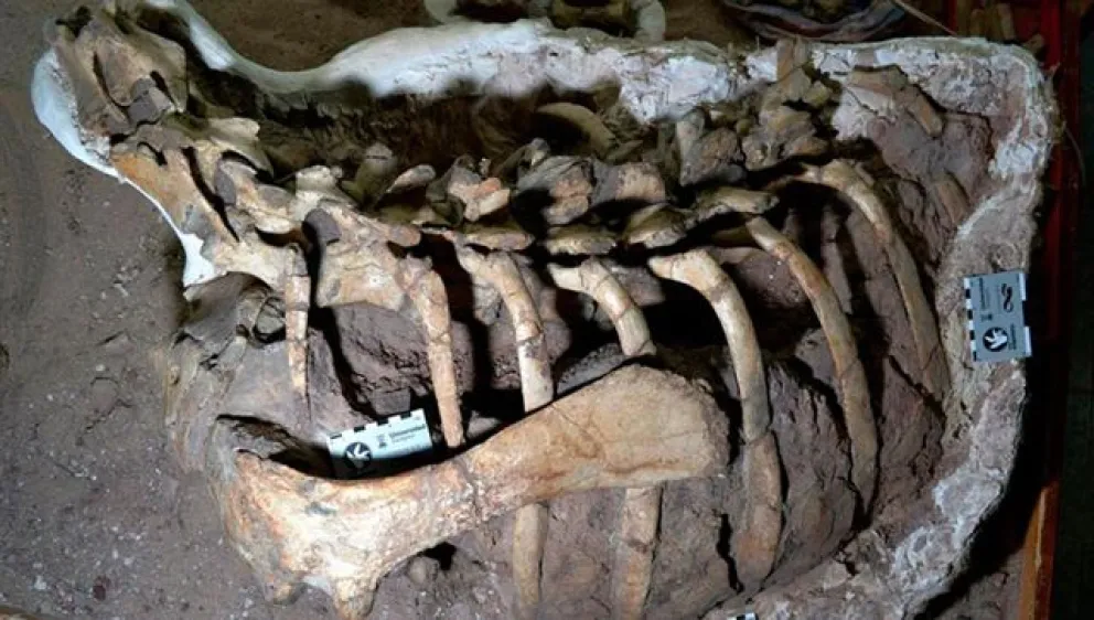 Hallaron en Argentina una nueva especie de dinosaurio hervíboro