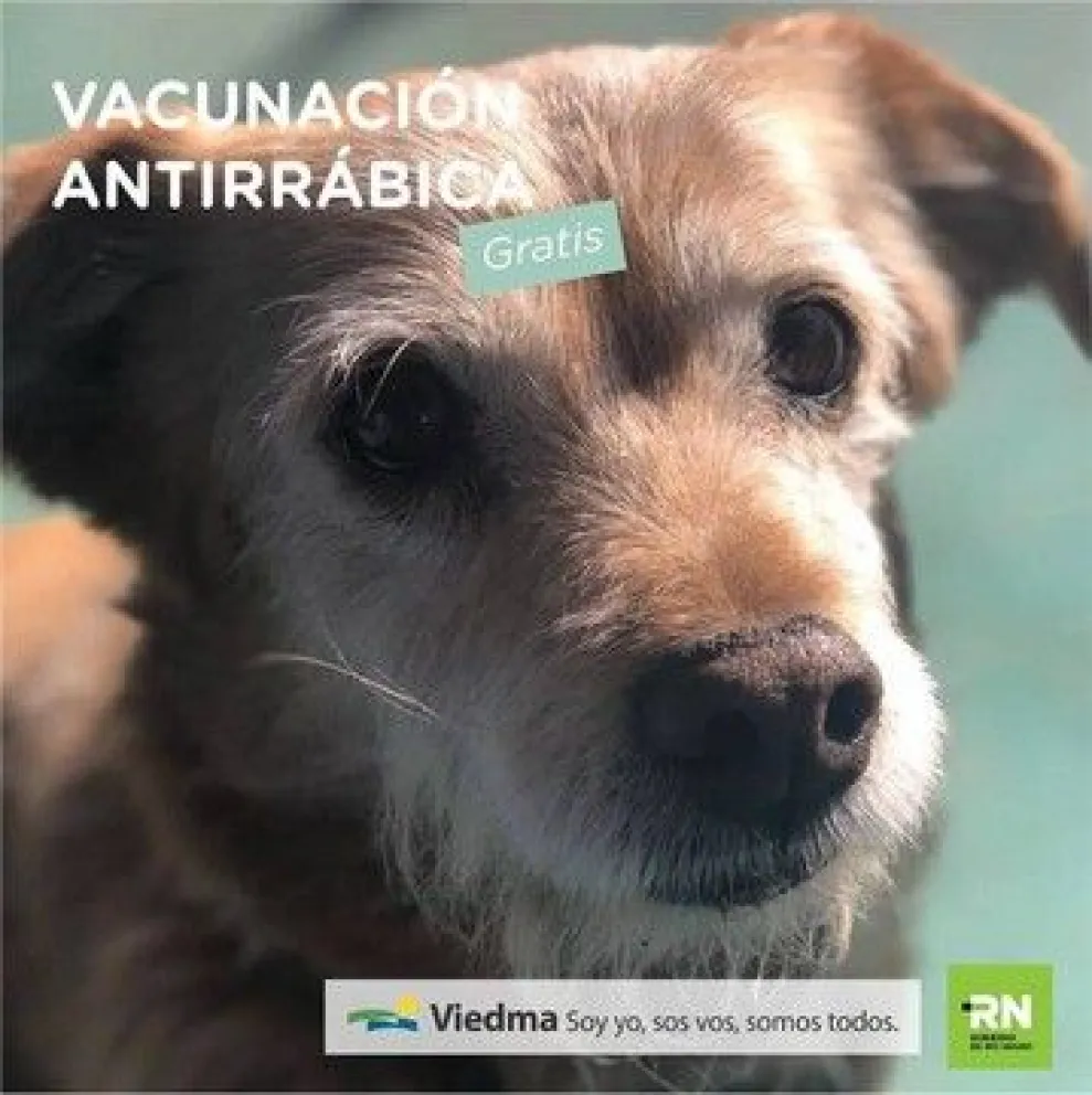 Más de 60 mascotas recibieron vacuna antirrábica