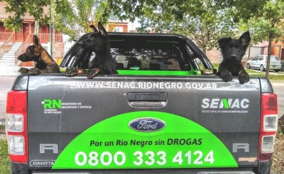 Tres cachorros contra el narcotráfico