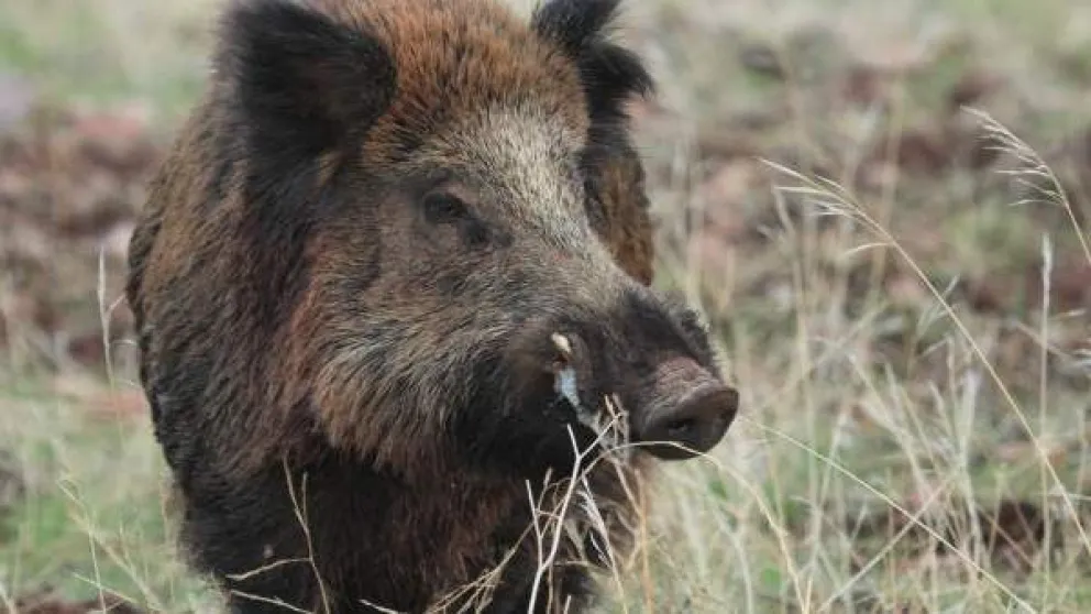 Ya hay luz verde para la caza de jabalíes en Patagones