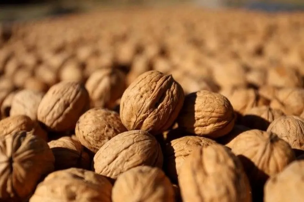 Río Negro es la cuarta provincia con mayor producción de frutos secos