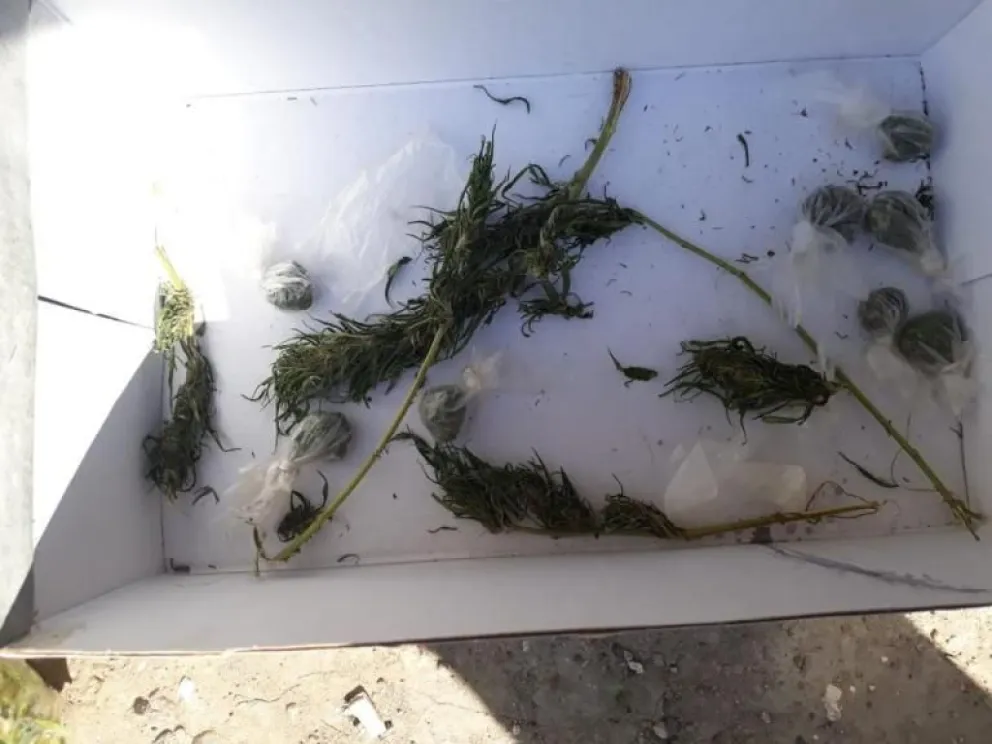 En dos allanamientos, secuestran ocho kilos de marihuana