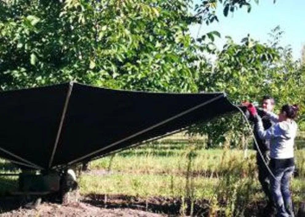 Innovación: productores de frutos secos utilizan novedosa maquinaria