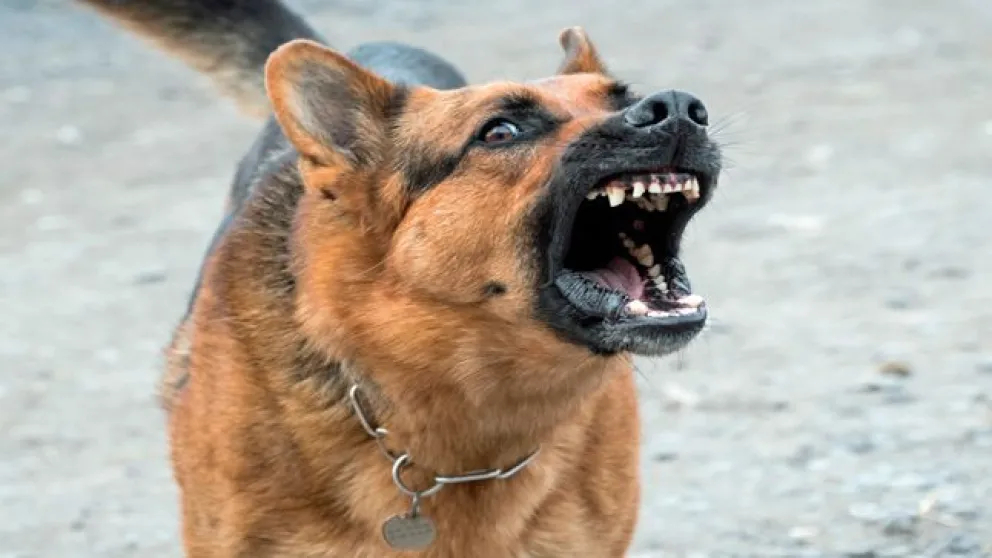 Sus perros mordieron a un vecino y deberá pagar 17 mil pesos