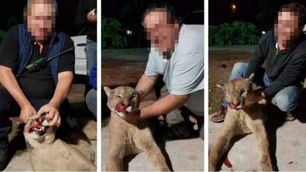 Cazaron a un puma y lo viralizaron: fueron detenidos