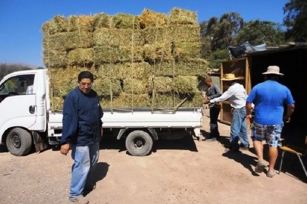 Creció la producción de forrajes