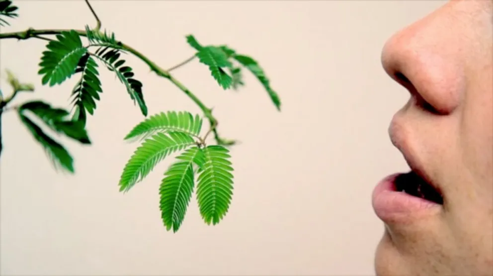Las plantas son sensibles al sonido