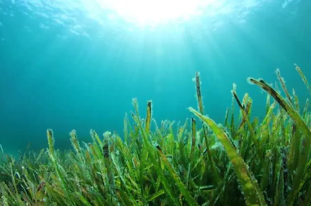 Crean plástico biodegradable a partir de algas marinas