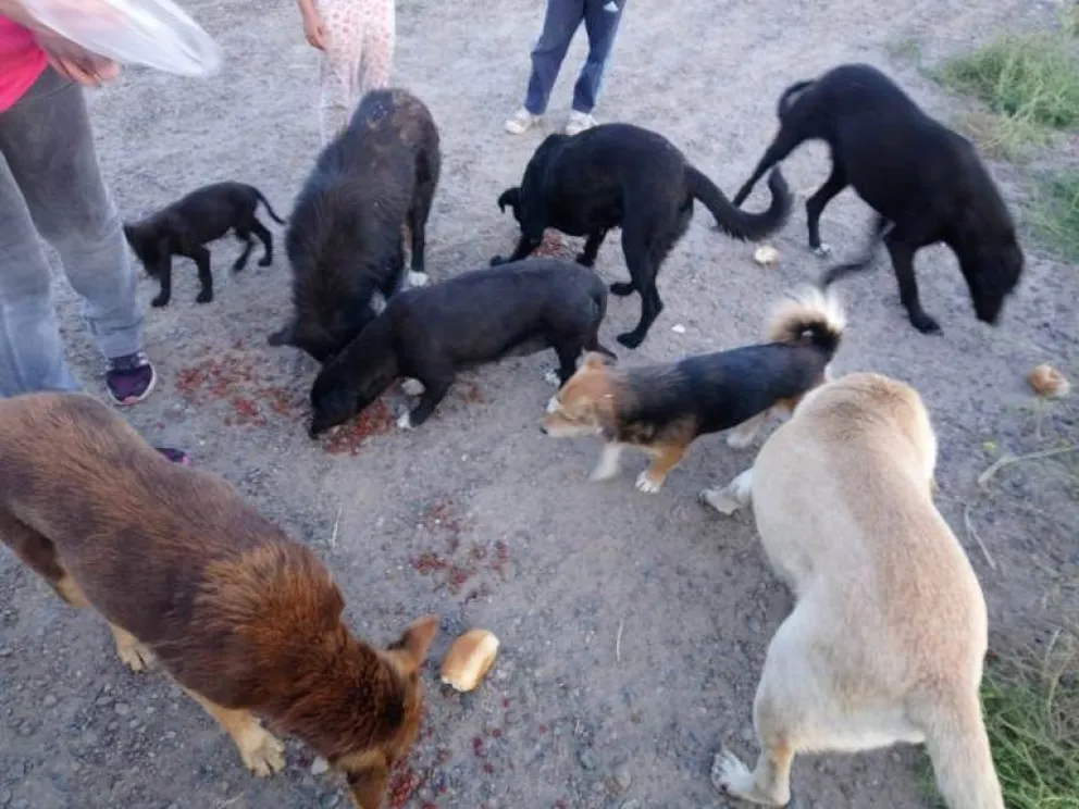 Protectora de animales pide acompañamiento Municipal