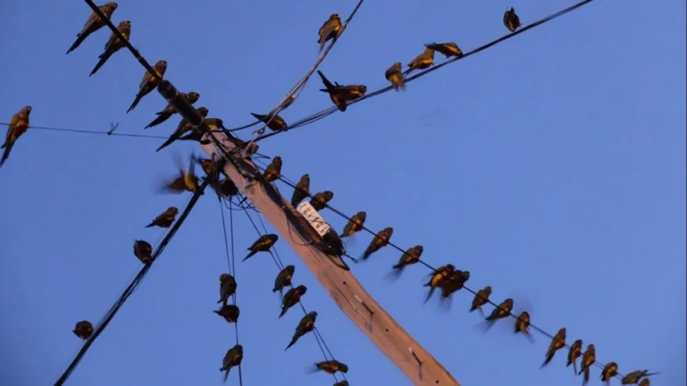 Loros y corte de energía, un problema que sigue sin solución