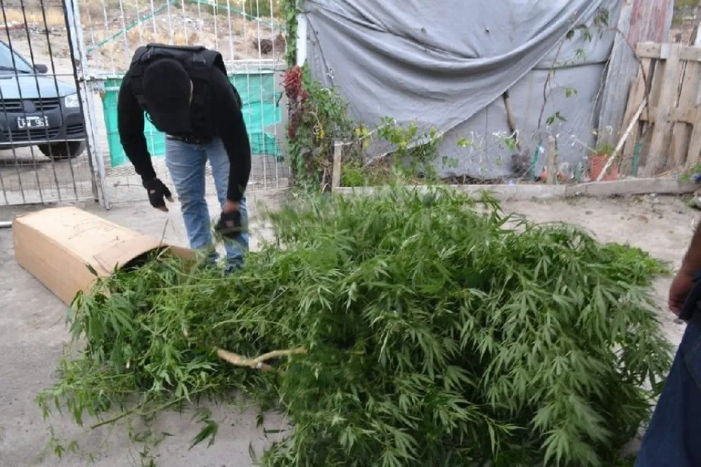 Secuestran más de cinco kilos de flores de marihuana en Roca