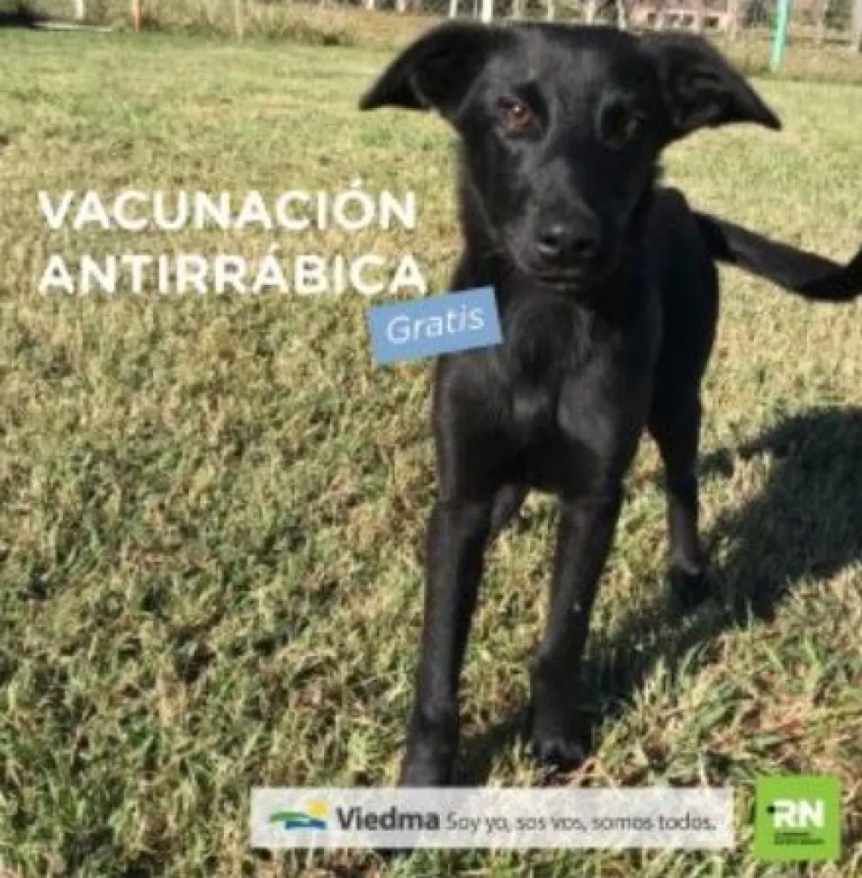 Viedma: Campaña gratuita de vacunación antirrábica